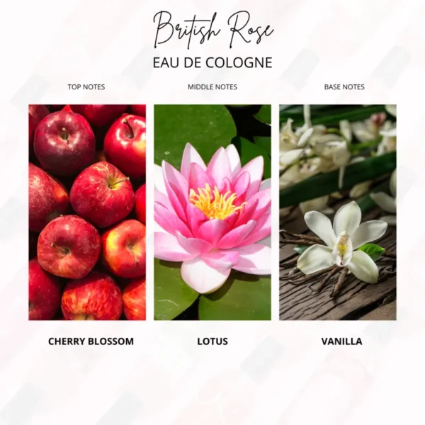 British Rose - Gambar 4